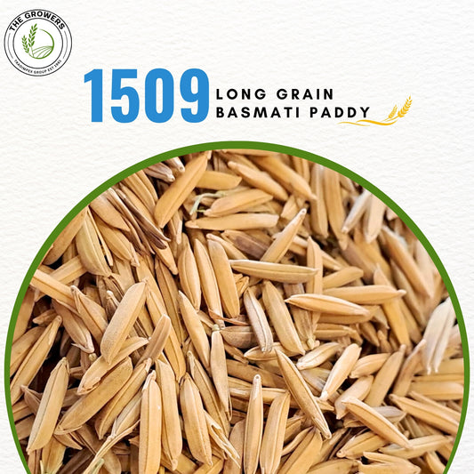 1509 Long Grain Paddy Rice